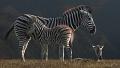613 - ZEBRA RUST - KYNDT DANIEL - belgium